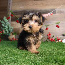 Yorkshire Terrier
