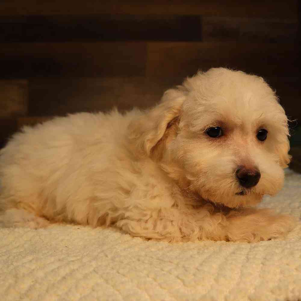 Male Maltichon Puppy for Sale in Blaine, MN