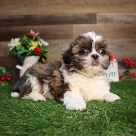 Shih Tzu