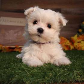 Maltese