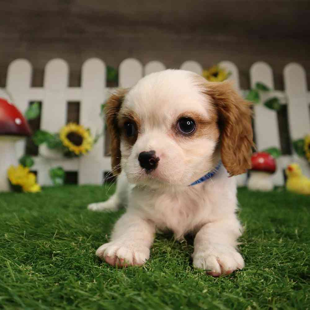 Male Cavalier King Charles Spaniel Puppy for Sale in Blaine, MN