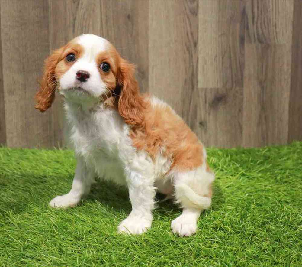 Cavalier King Charles Spaniel Puppy for sale - Four Paws and a Tail