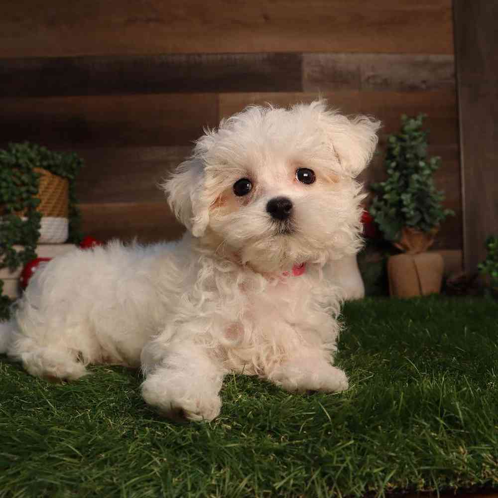 carousel pet images