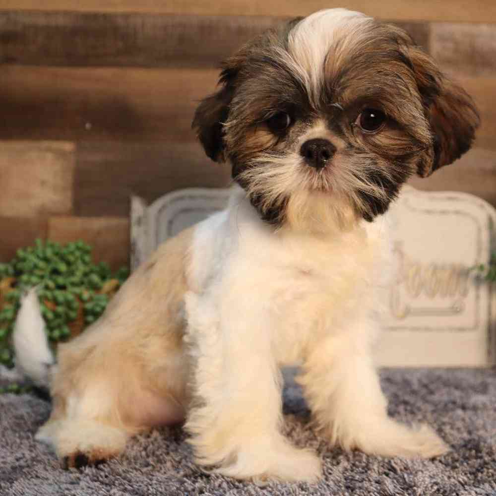 carousel pet images