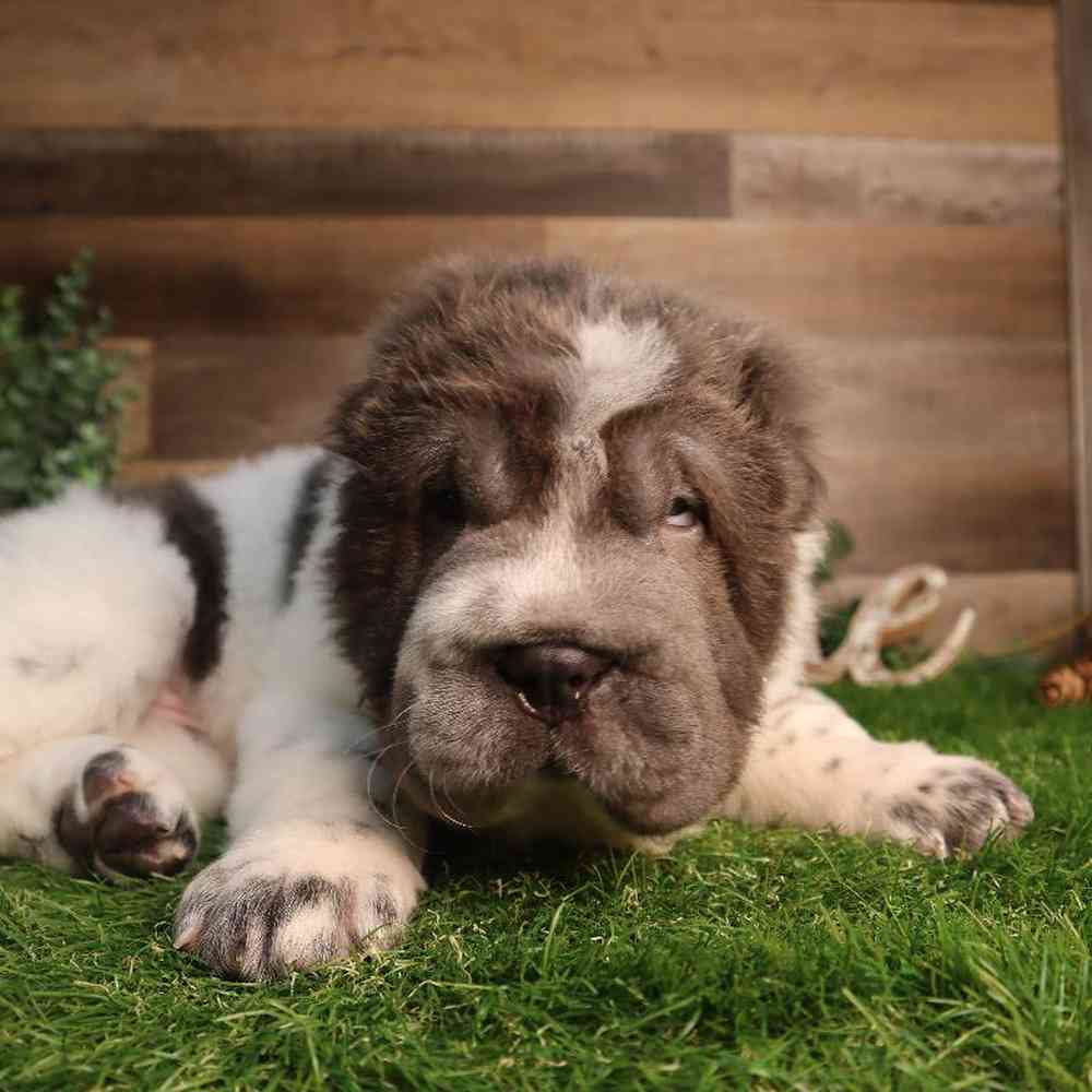 Male Shar Pei Puppy for Sale in Blaine, MN