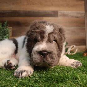 Shar Pei