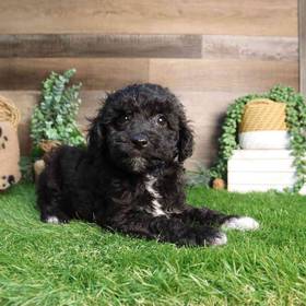 Mini Poodle