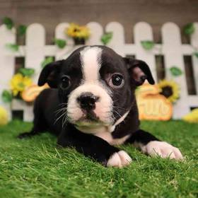 Boston Terrier