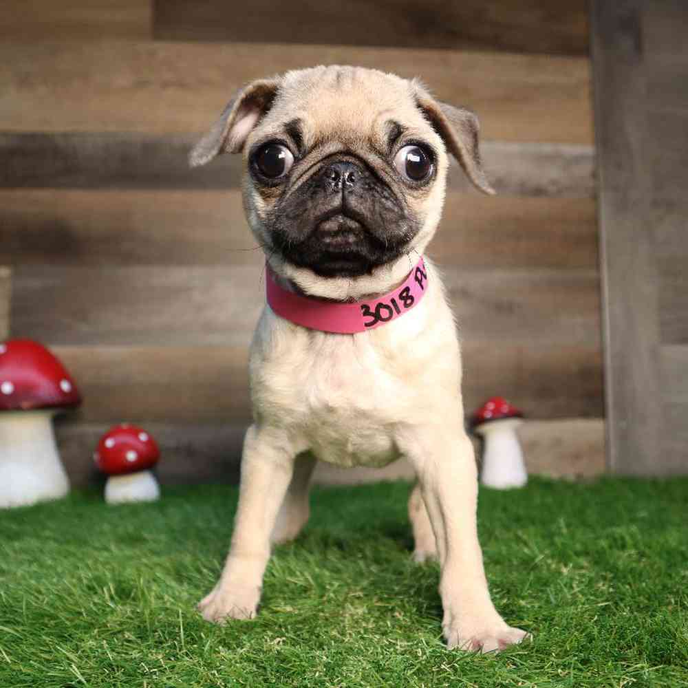 carousel pet images