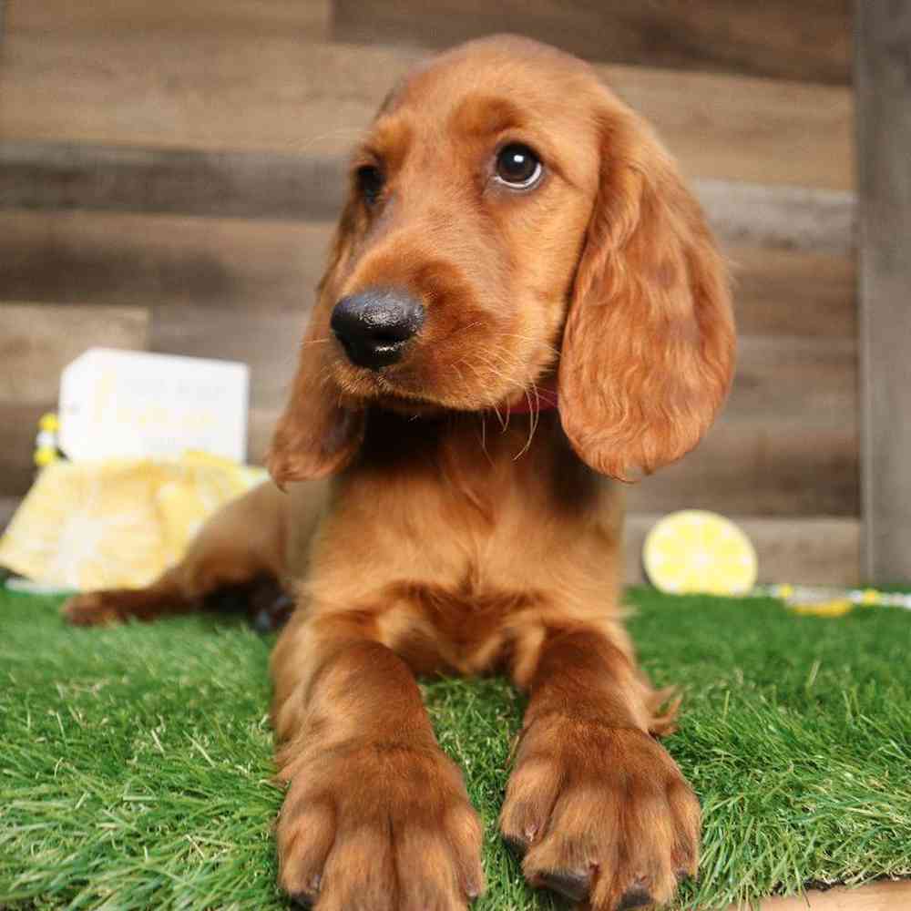 carousel pet images