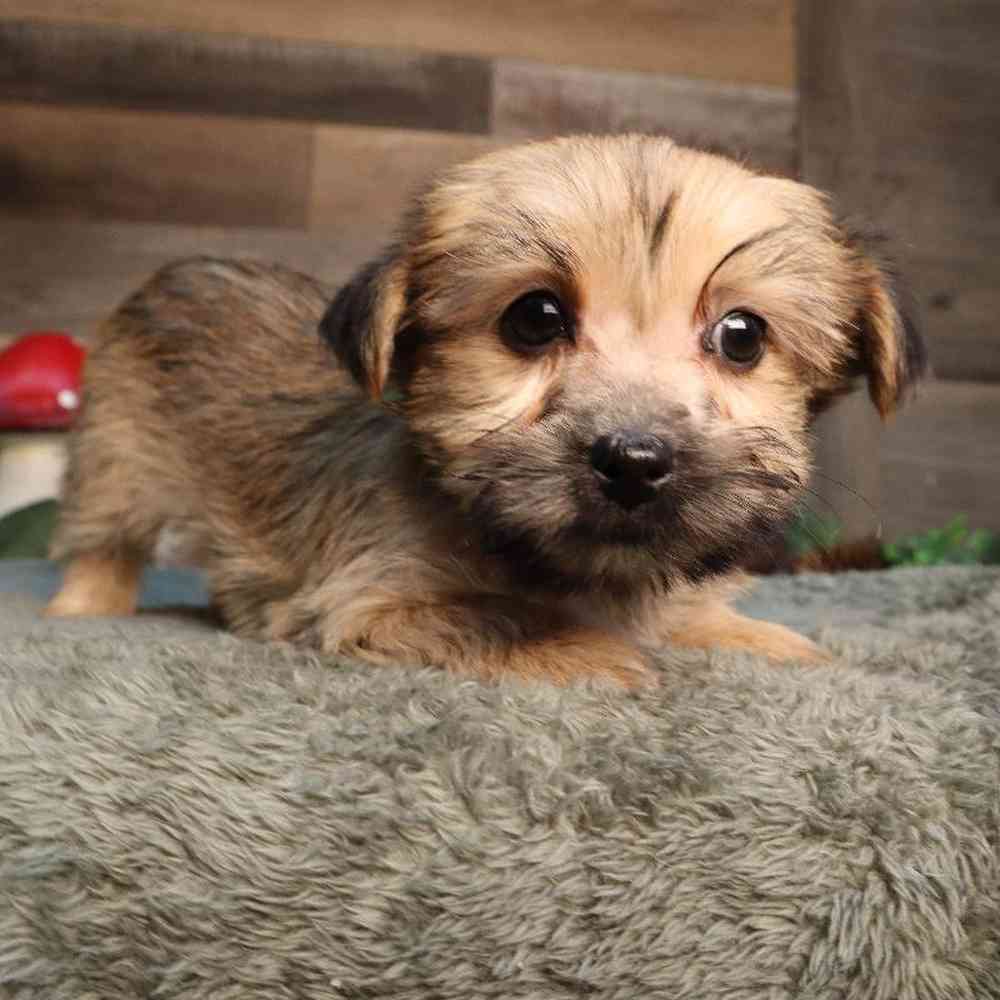 Yochon Puppy for sale - Four Paws and a Tail