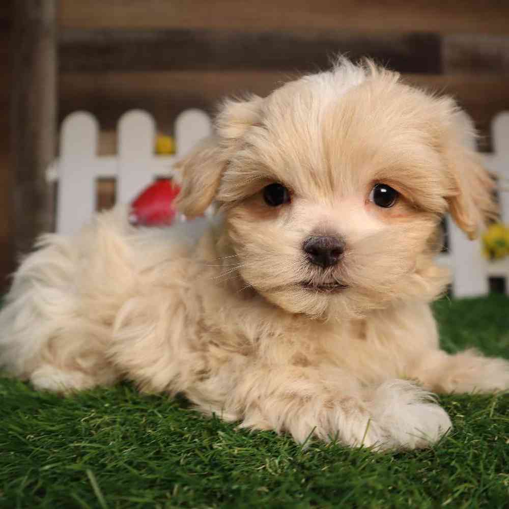 Male Lhasa Maltese Puppy for Sale in Blaine, MN