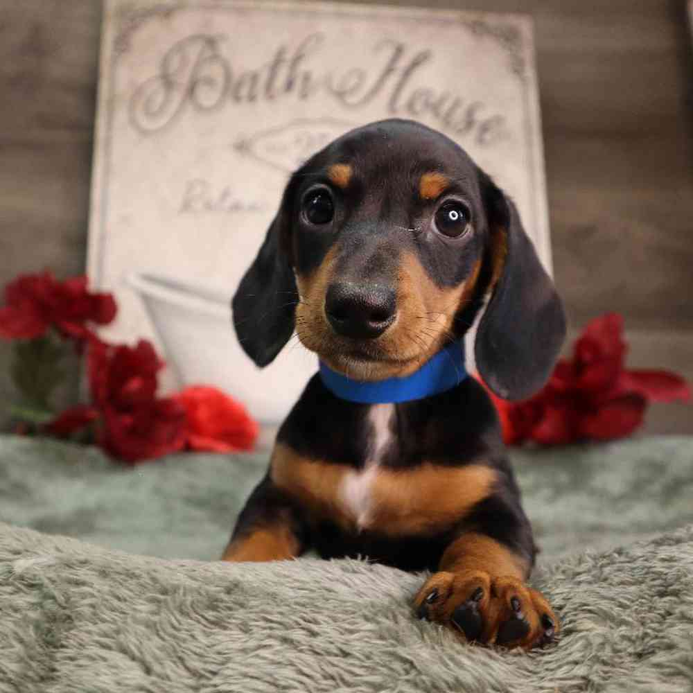 Male Dachshund Puppy for Sale in Blaine, MN