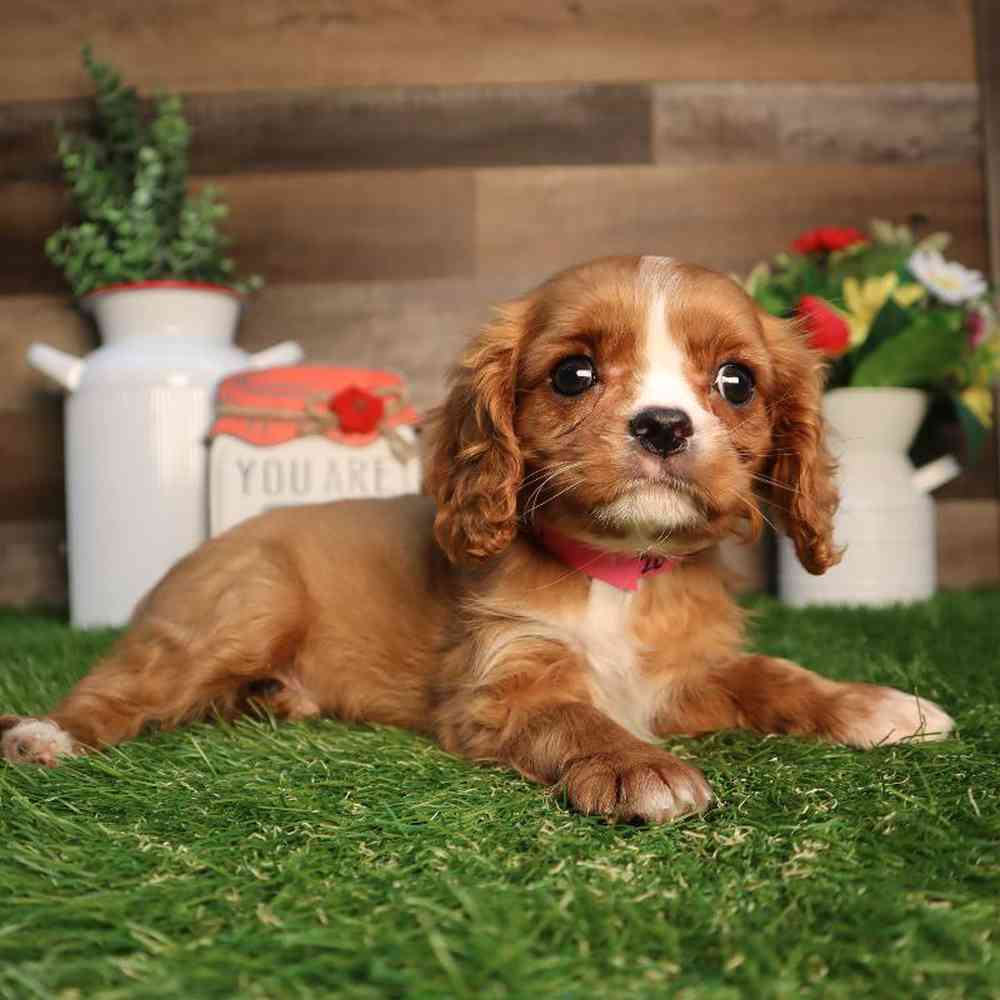 carousel pet images