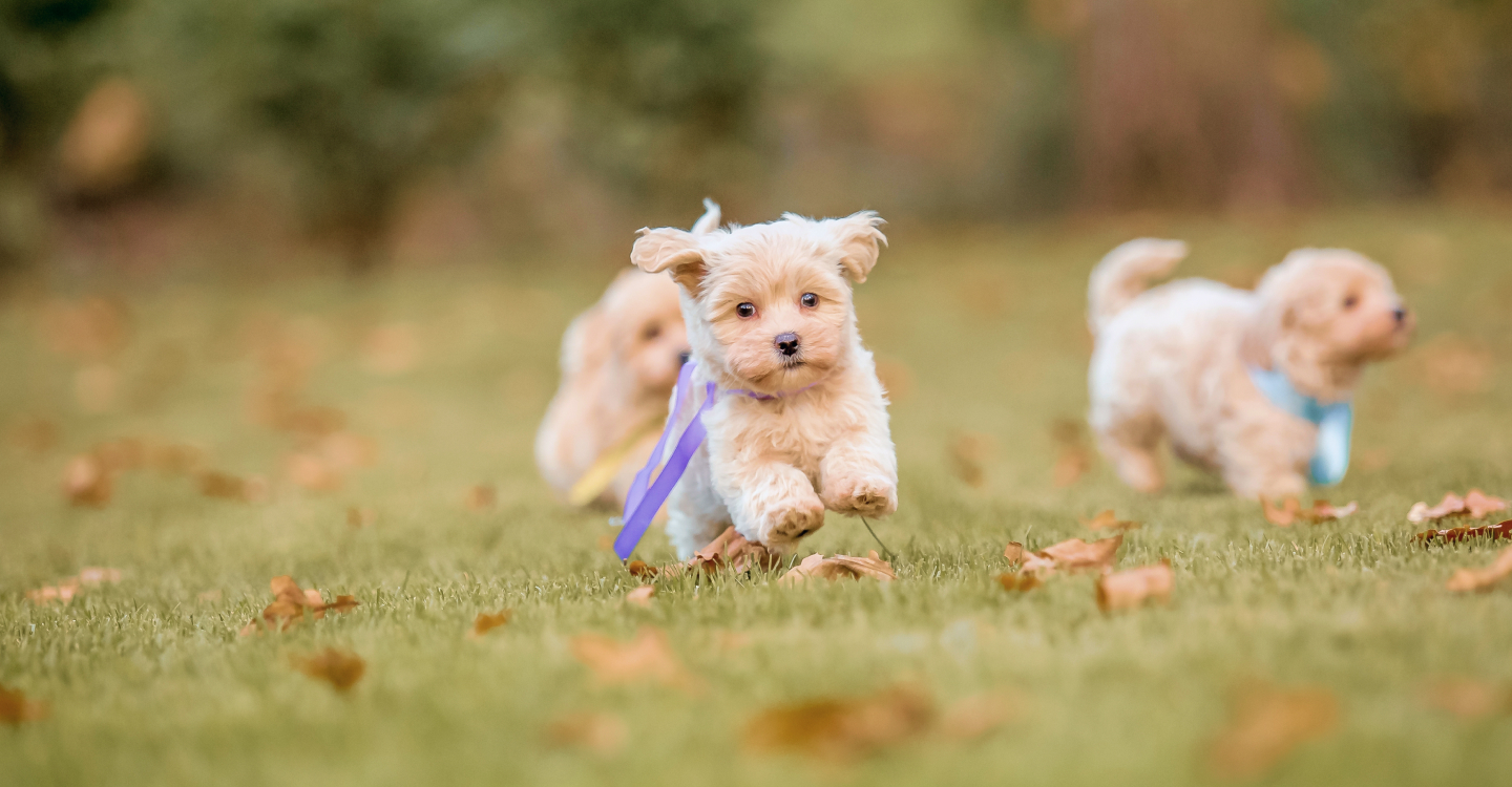 Welcome to Four Paws and a Tail