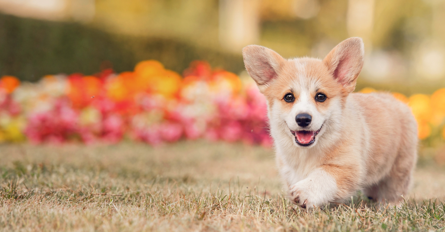 Welcome to Four Paws and a Tail